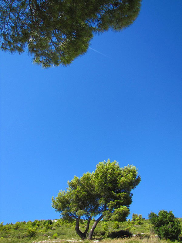 les arbres, le ciel et l'avion