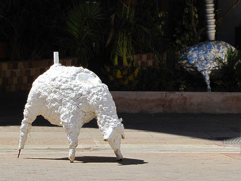 le mouton du quartier