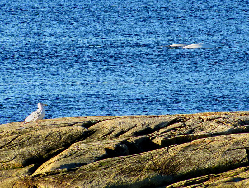 Les belugas et le goéland