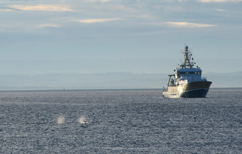 deux souffles de baleines