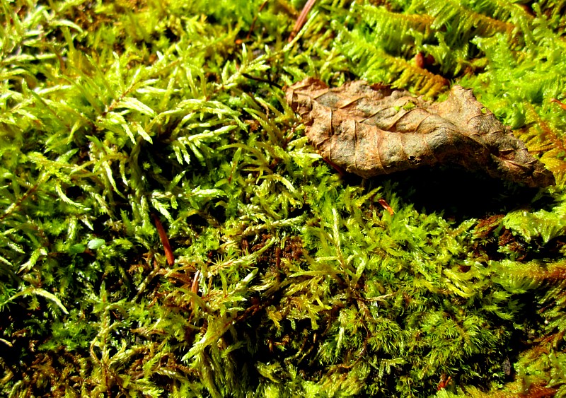 mousse verte et feuille brune