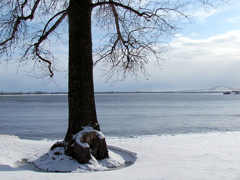 Un arbre dans le dcor