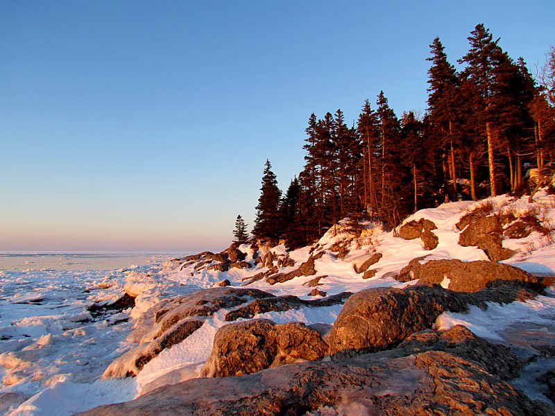 forêt du soir