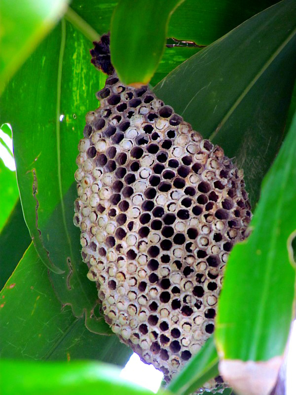 nid d'abeilles sauvages