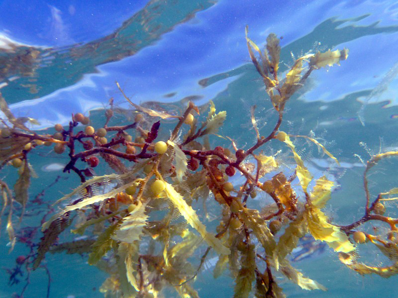 algues entre deux eaux