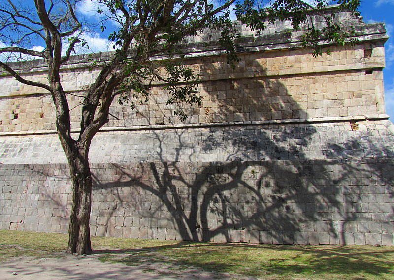 L'arbre contre le mur