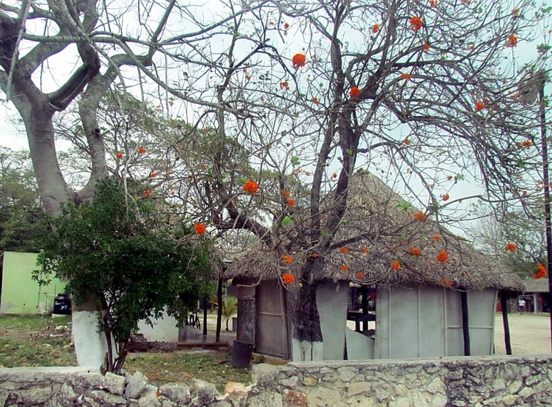 La case  l'arbre aux fleurs oranges