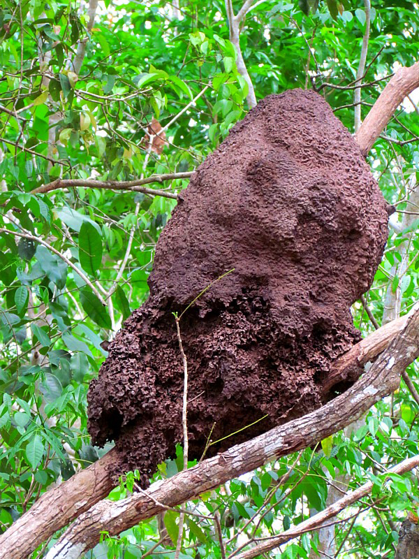 termitire