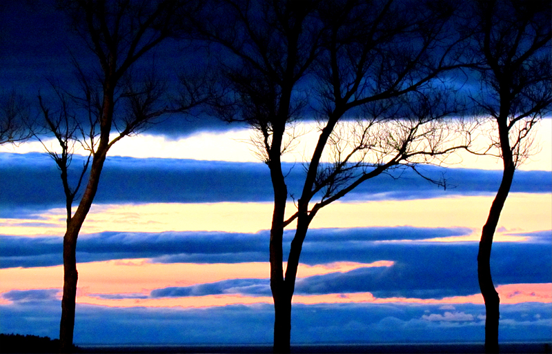 les trois arbres devant le soleil couchant