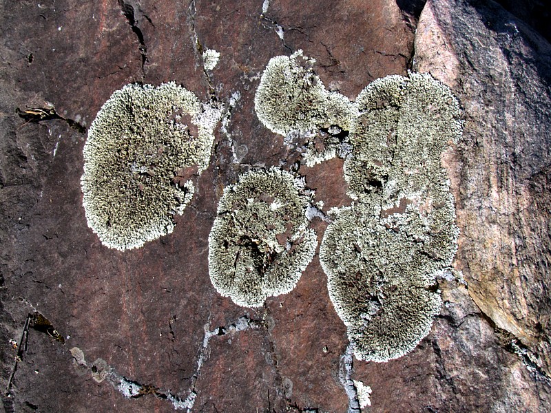 cercles de lichens