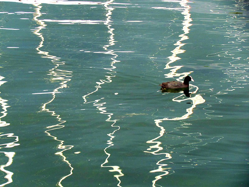 la poule d'eau et les trois mats