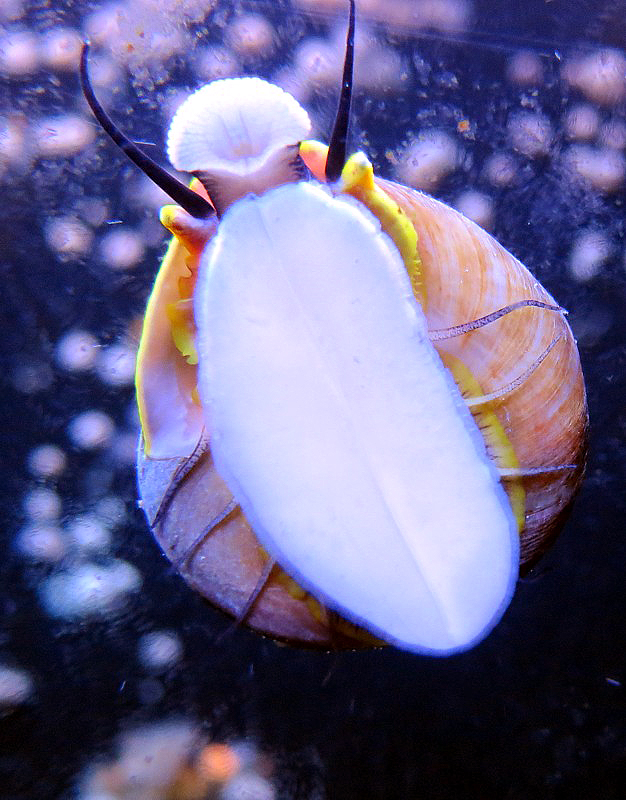 Gastropode marin