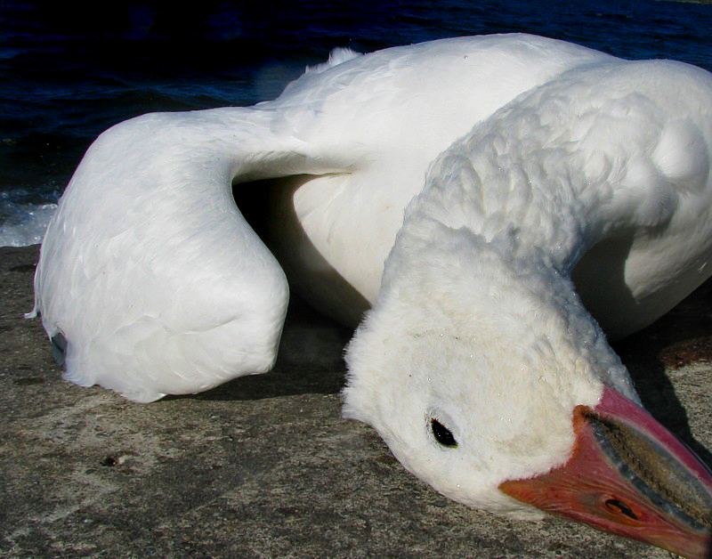 chasse  loie blanche