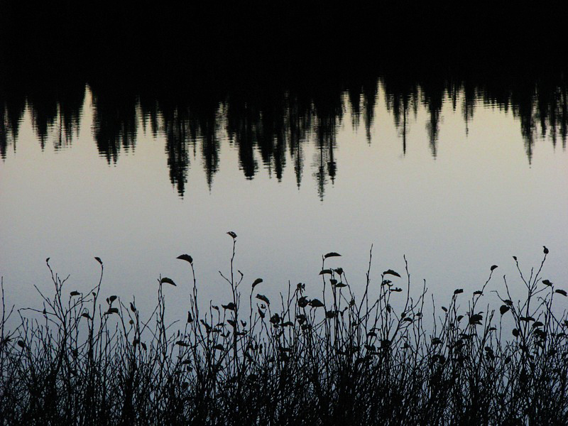 Le bord de l'eau et les sapins reflets