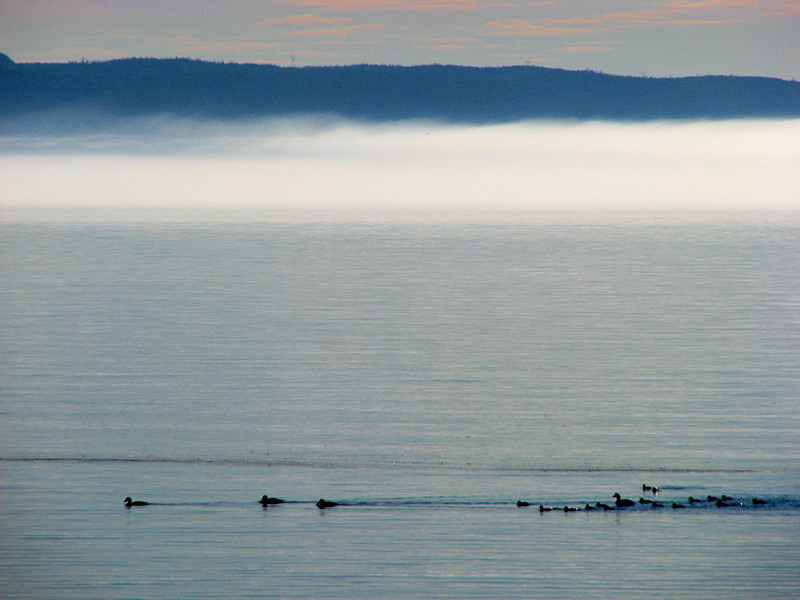 les canards et la brume du matin