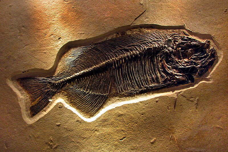 poisson fossile