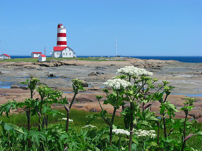 les fleurs parasols et le phare de Pointe des Monts