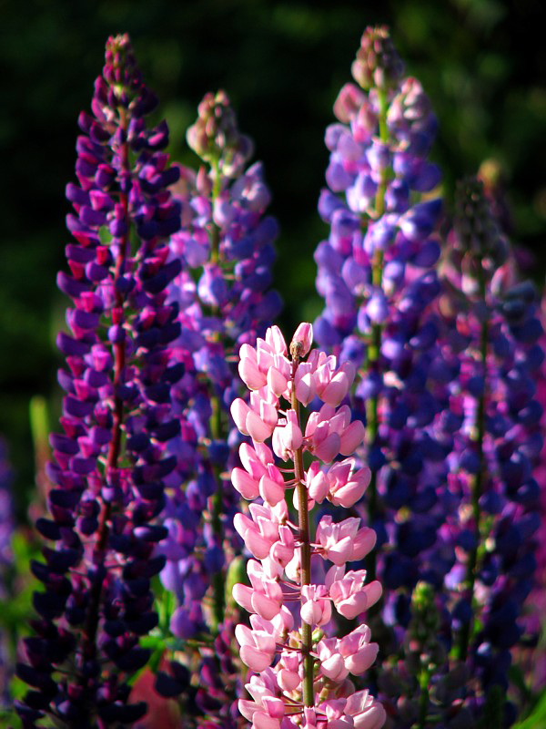 lupins