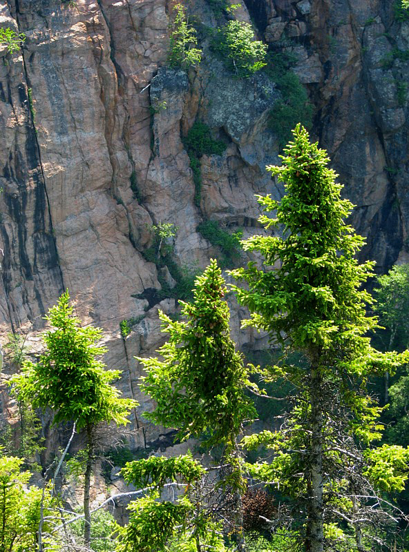 pinettes et falaise