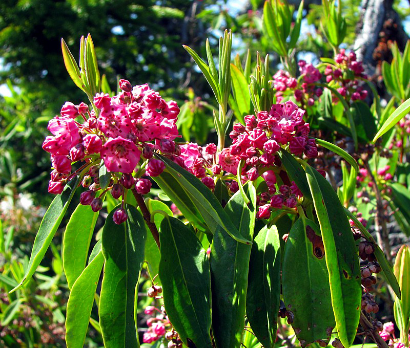 bleuets en fleurs