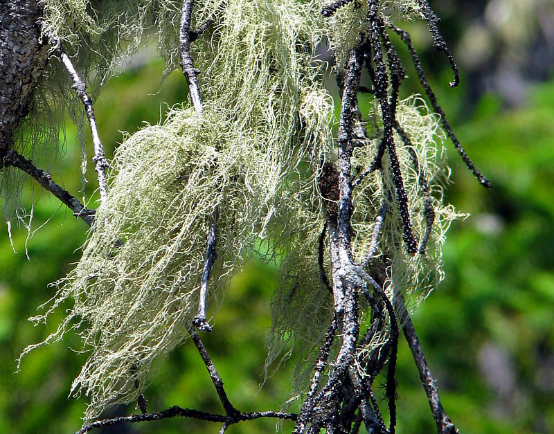 lichens sur branche