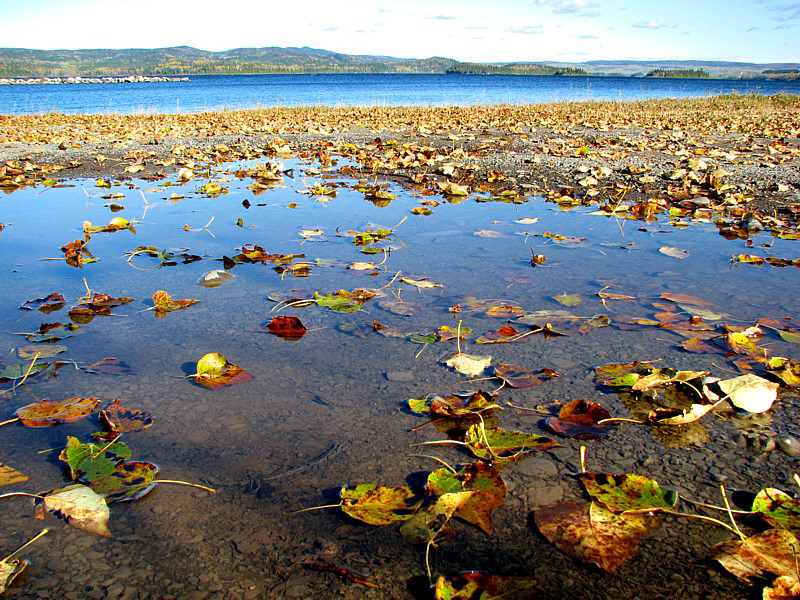 les feuilles mortes dans le lac Matapdia
