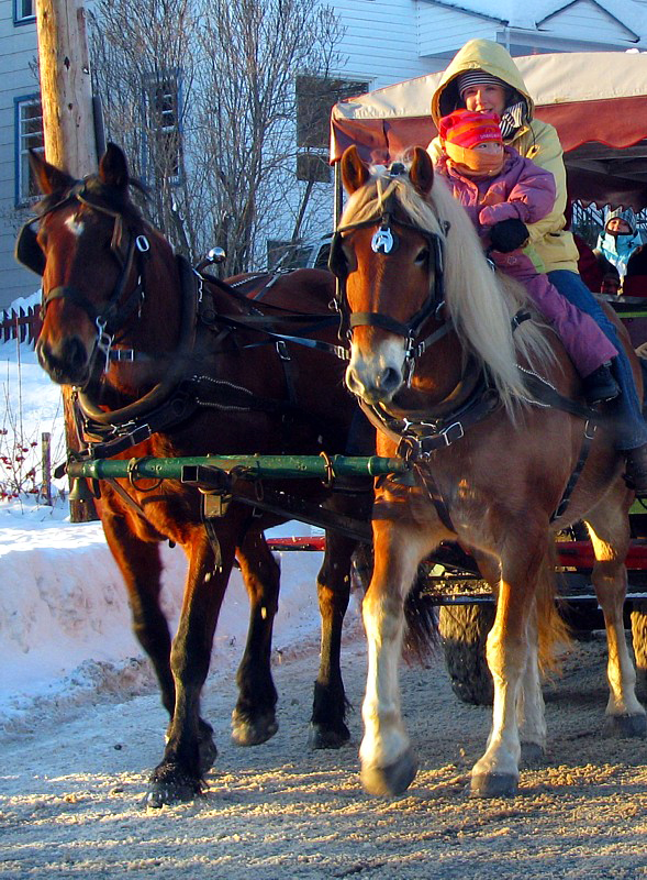 les chevaux de Charlesbourg