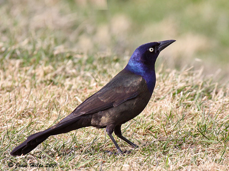 Common Grackle 08