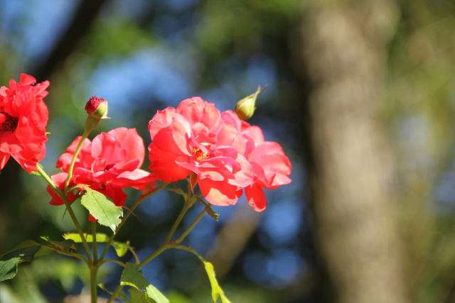 ir-120911__4799_16-52.jpg