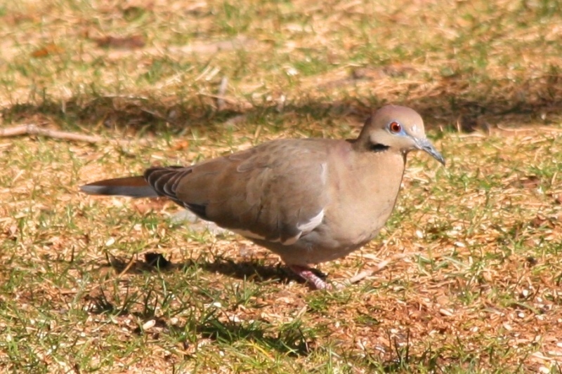 White-winged Dove (adult)