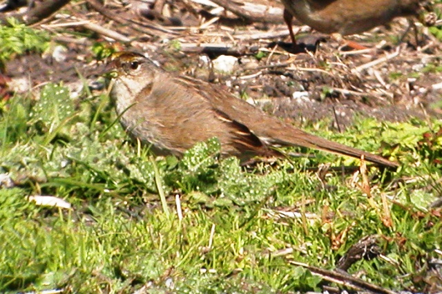 Golden-crowned Sparrow (adult basic)