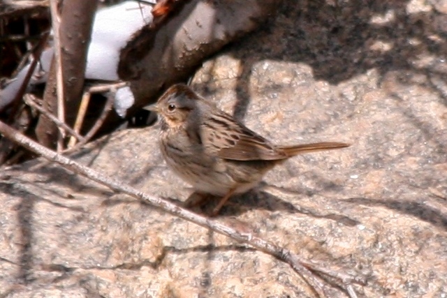 Lincolns Sparrow