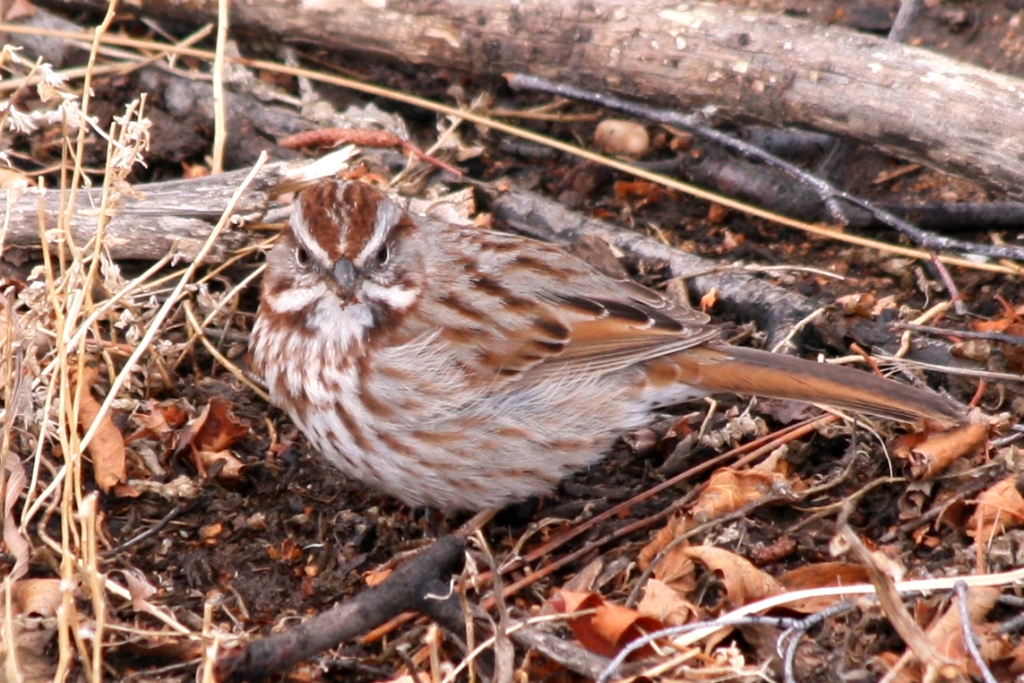 Song Sparrow