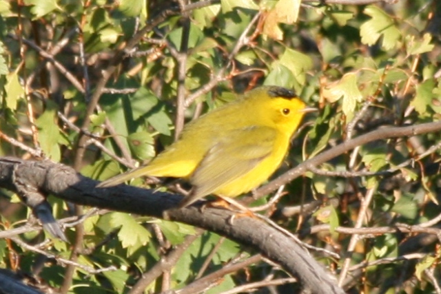 Wilsons Warbler (first basic male)