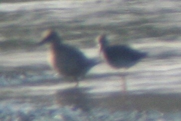 REKN ad molting to basic 9052009 Larimer CO NK 3.jpg