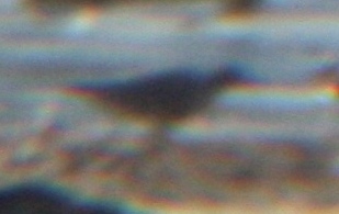 REKN 9072009 Timnath Res CO NK digiscop 2.jpg