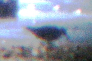 REKN 9072009 Timnath Res CO NK digiscop 4.jpg