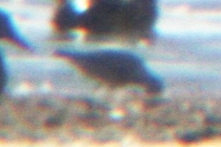 REKN 9072009 Timnath Res CO NK digiscop 3.jpg