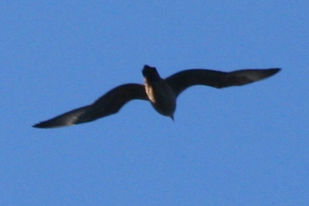 Parasitic Jaeger at Chatfield Reservoir, Douglas County, CO, 7 November 2009