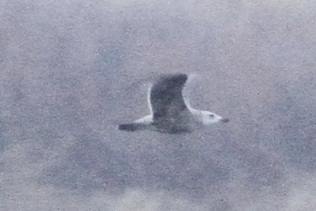 Mystery Gull Z