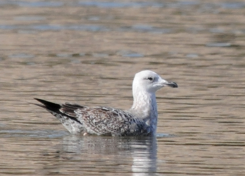 Mystery Gull Y Possible Vega Gull