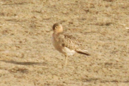 Buff-breasted Sandpipers, Morgan County, Colorado, 3 Sep 2012