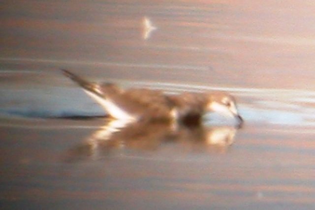 Sabines Gull (juv)