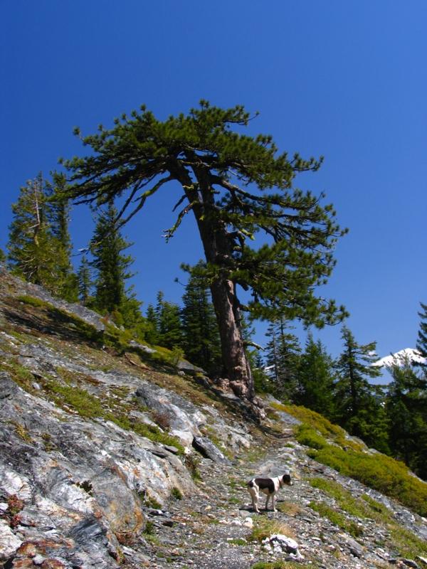 Big Jefferey pine and small dog along PCT