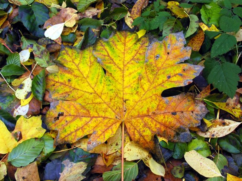 Big leaf maple