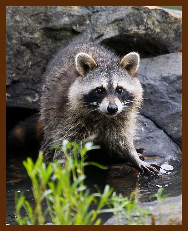 raccoon 10-4-08 4d272b.JPG