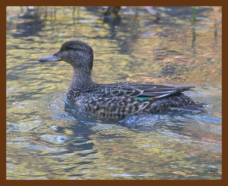 teal-green-winged 10-14-08 4d258b.JPG