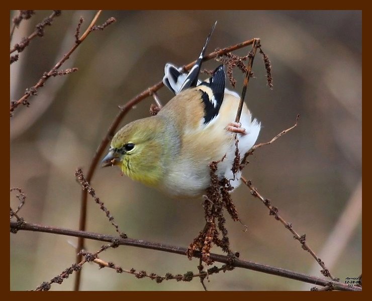 goldfinch 12-28-08 4d416b.JPG