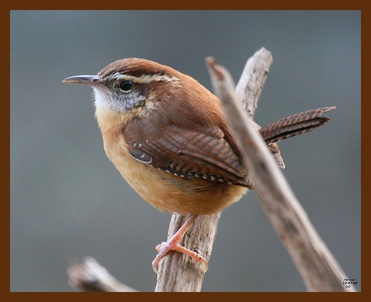 carolina-wren 12-7-08 4d217b.JPG