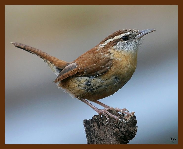 carolina-wren 12-18-08 4d045b.JPG